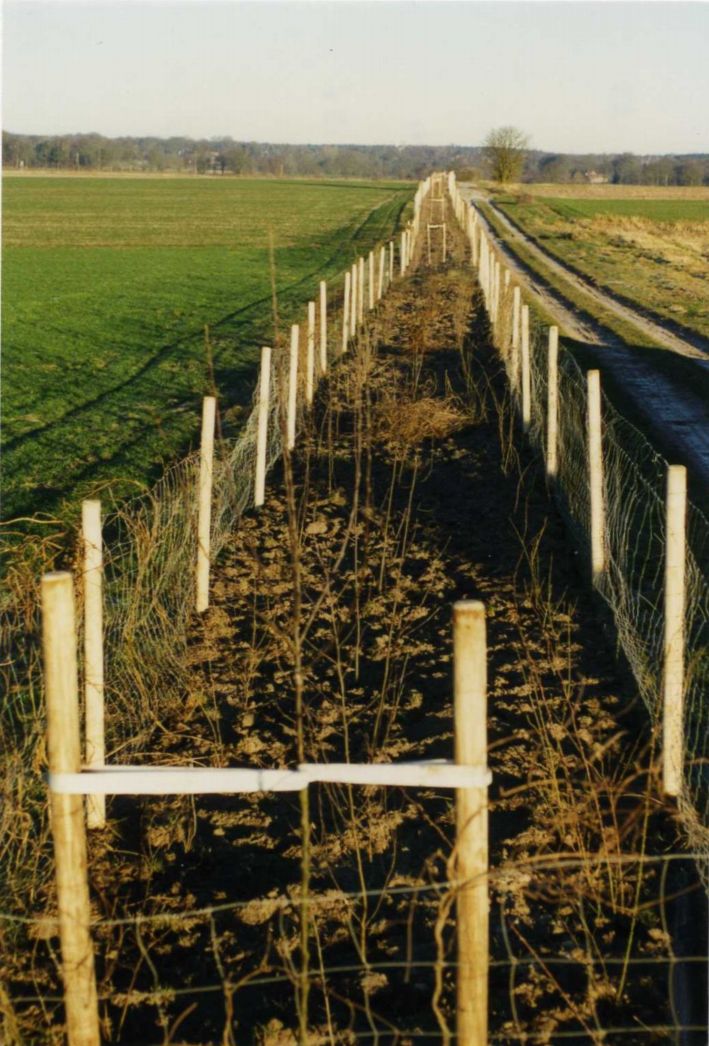 Vohrlingen-Hecke frisch gepflanzt im Herbst 1996